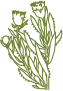 flor vector