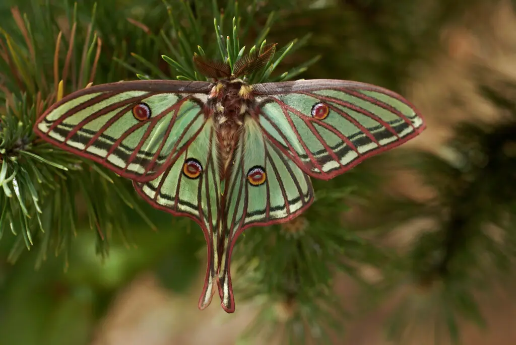 Isabelina (mariposa)